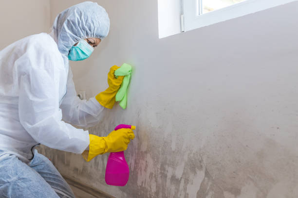 Best Emergency Mold Remediation  in Westlake Village, CA